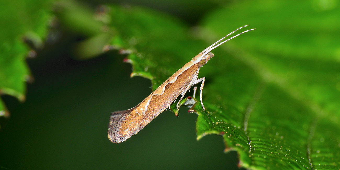 Plutella xylostella? S